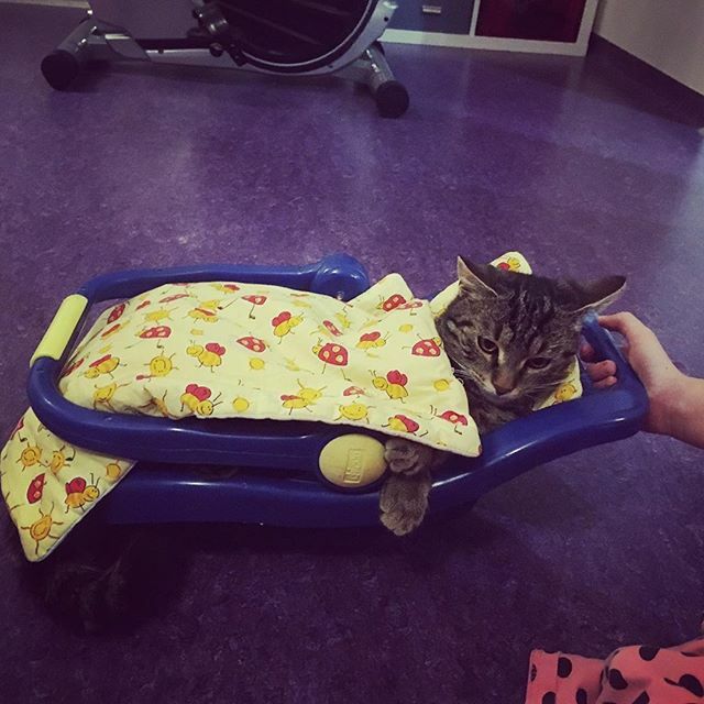 Houpyhou